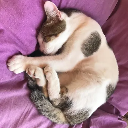 Antiche Dimore Bed & Breakfast Abbateggio