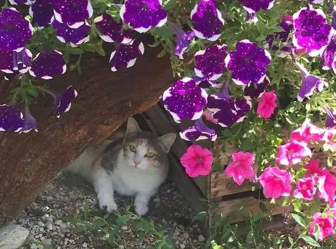 Antiche Dimore Bed & Breakfast Abbateggio