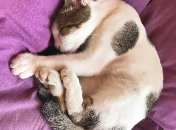 Antiche Dimore Bed and Breakfast Abbateggio